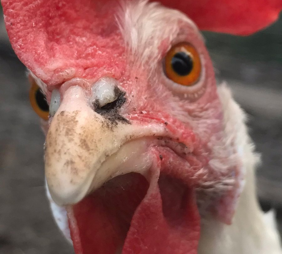 Fort Normandeau-红鹿市必去景点