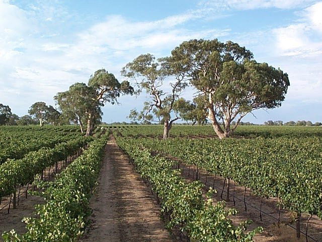 Majella Wines Coonawarra-Coonawarra必去景点