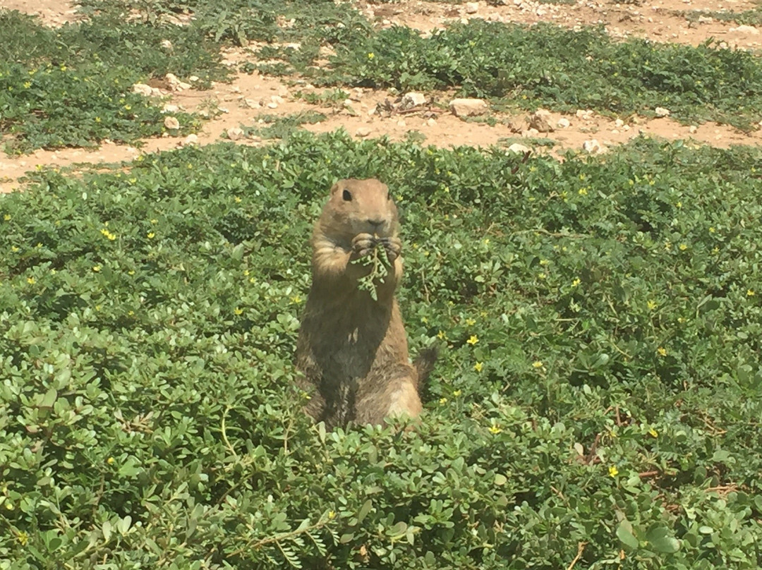Mackenzie Park-拉伯克县必去景点