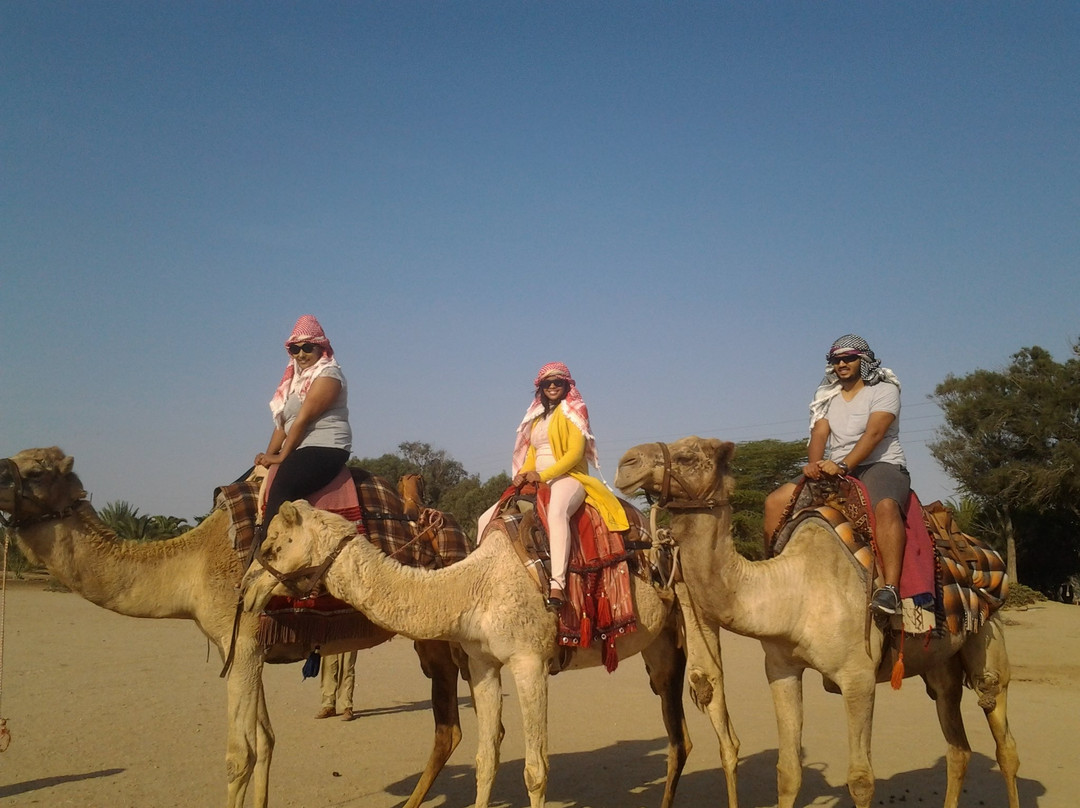 Swakopmund Camel Farm-斯瓦科普蒙德必去景点