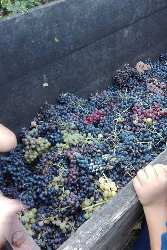 Azienda Agricola Cascina Matine'-基耶里必去景点