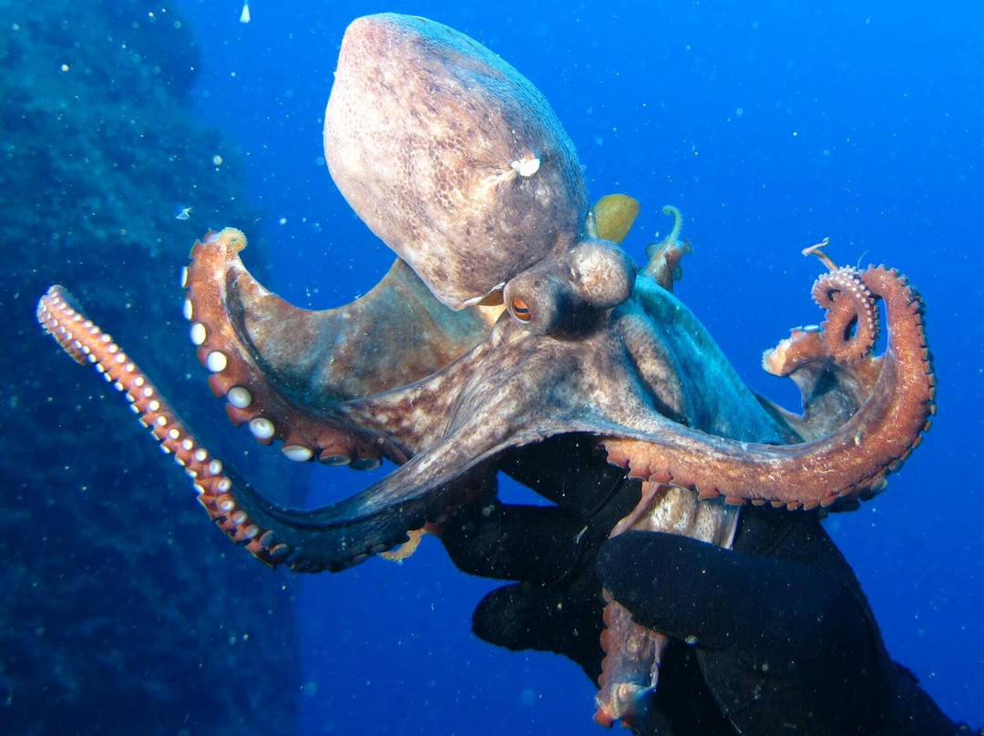 Acquasub Diving Center-潘泰莱里亚必去景点