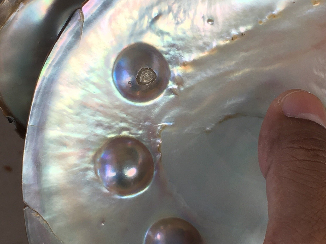 Blue Lagoon Pearl Shop-德纳姆必去景点