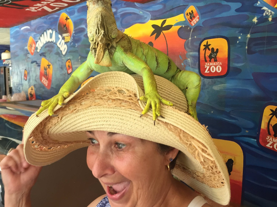 Jamaica Zoo-Lacovia必去景点