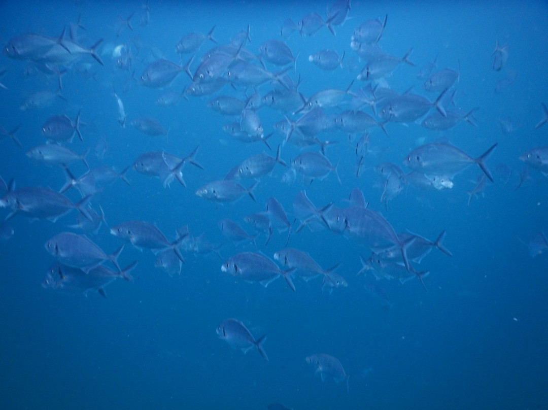 Sydney Underwater Scooter Tours-悉尼必去景点