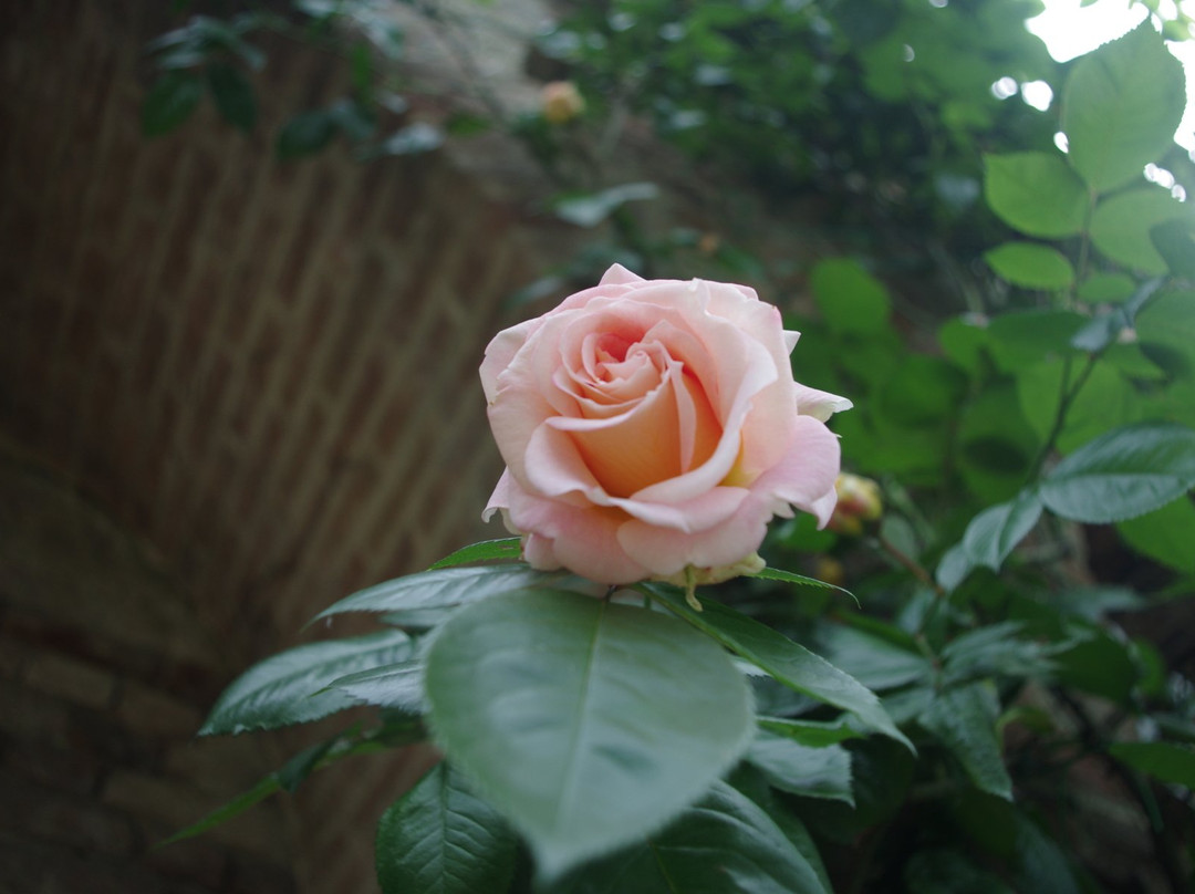 Il  Roseto景点图片