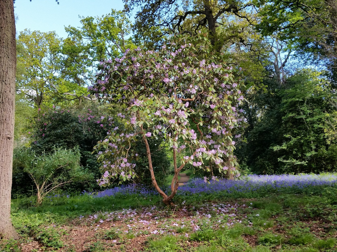 Lily Hill Park景点图片