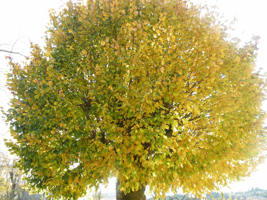 Ferme du Tilleul主图