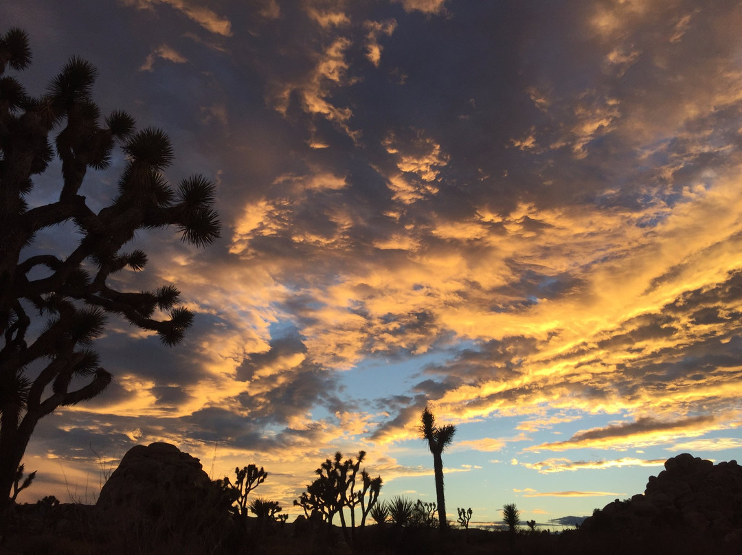 Mojave Guides-约书亚树必去景点