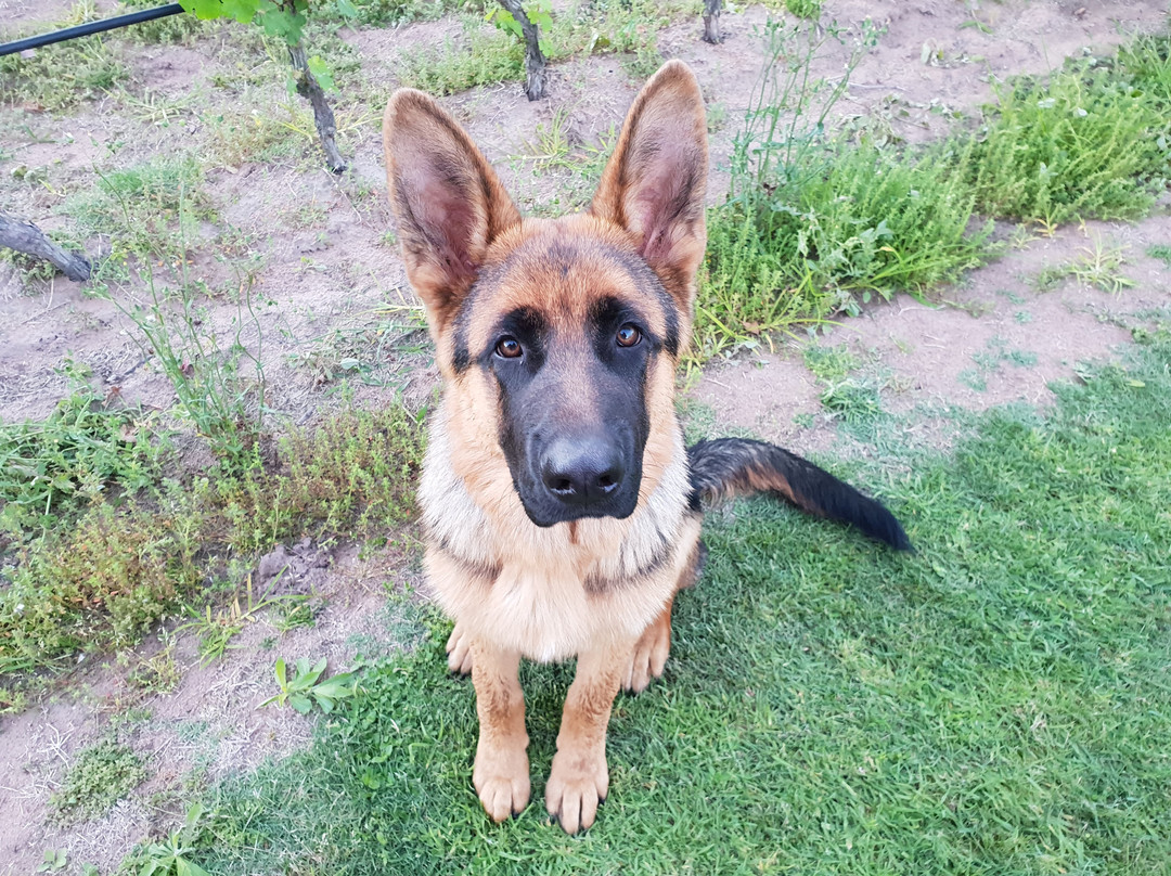 Theescombe Estate Wine Farm-伊丽莎白港必去景点