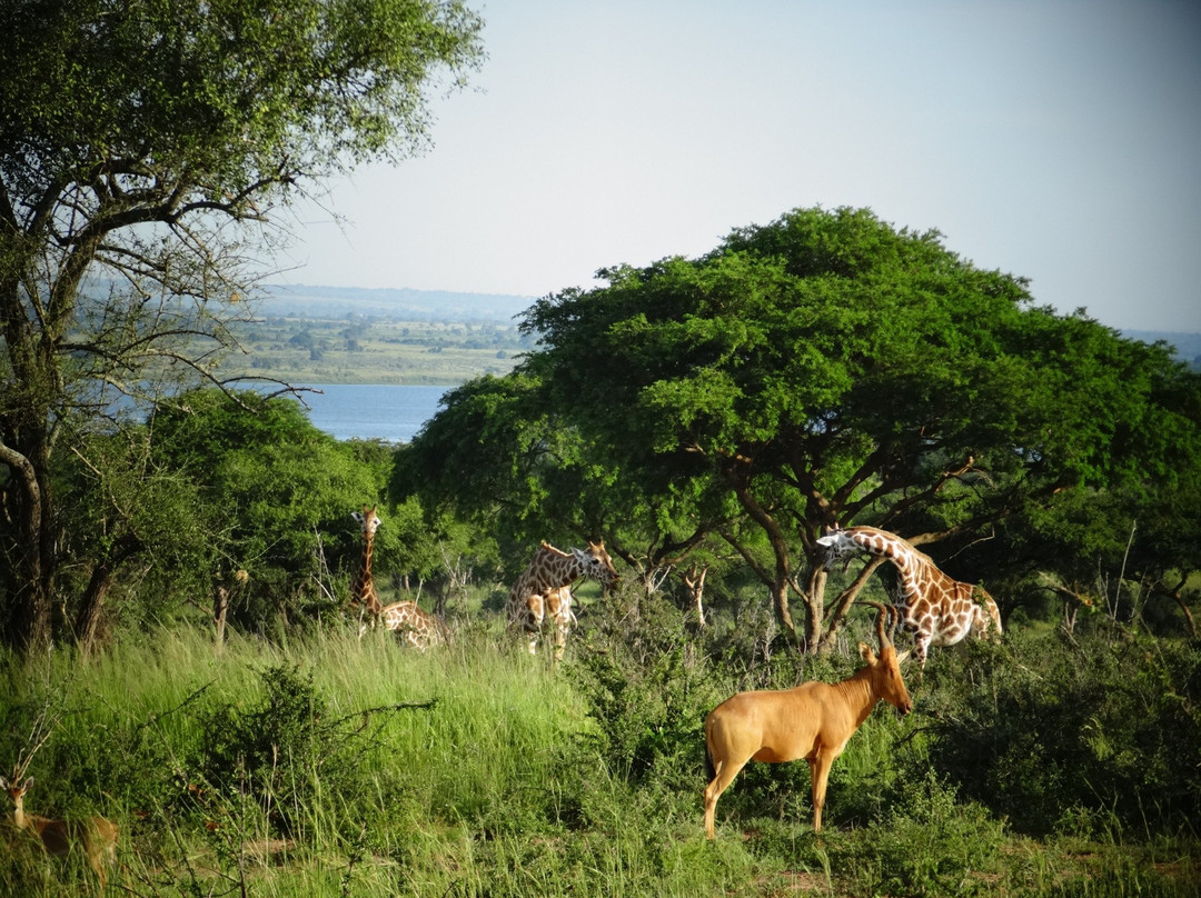 Africa Adventure Safaris景点图片