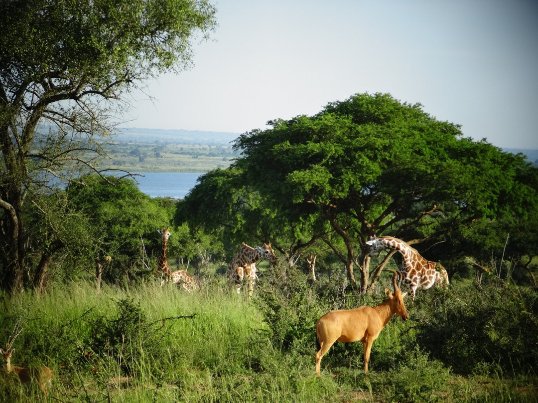 Africa Adventure Safaris-坎帕拉必去景点