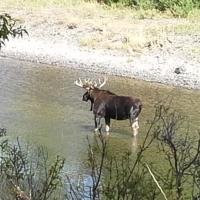 Yellowstone Country Cabins主图