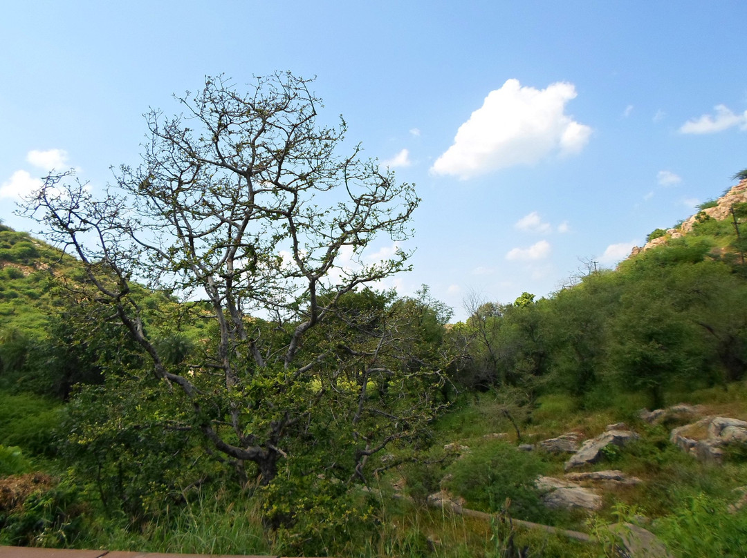 Ramgarh Vishdhari Sanctuary景点图片
