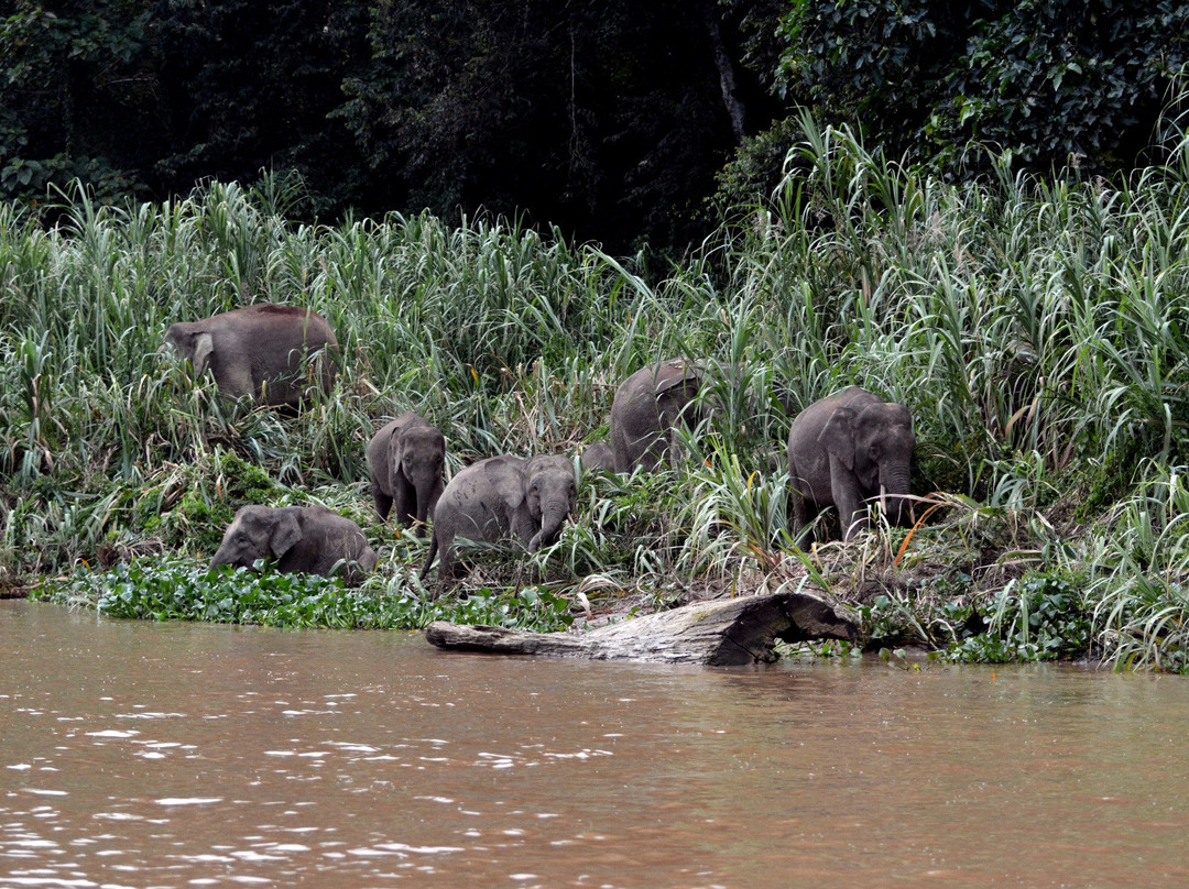 Kinabatangan Jungle Camp-苏高必去景点