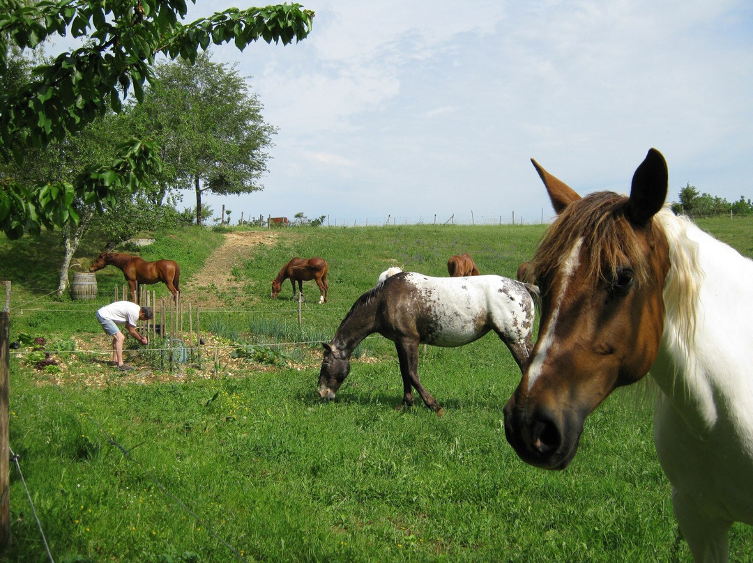 Ferme Equestre Le Cheval Blanc景点图片