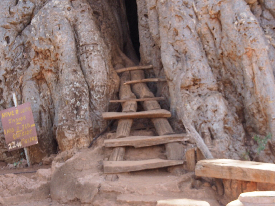 Big Boabab-Gravelotte必去景点