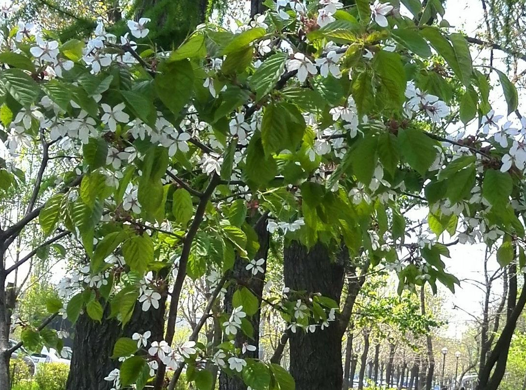 Park Pobedy景点图片