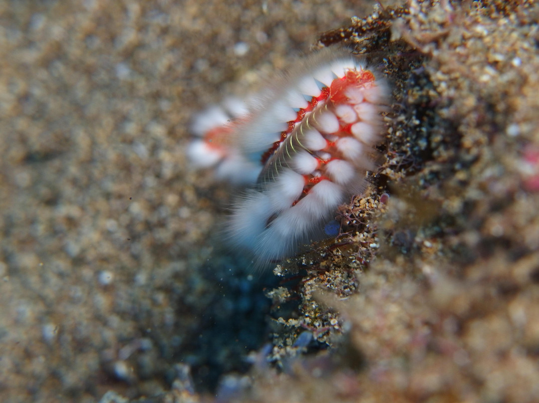 Native Diving Puerto del Carmen-卡门港必去景点