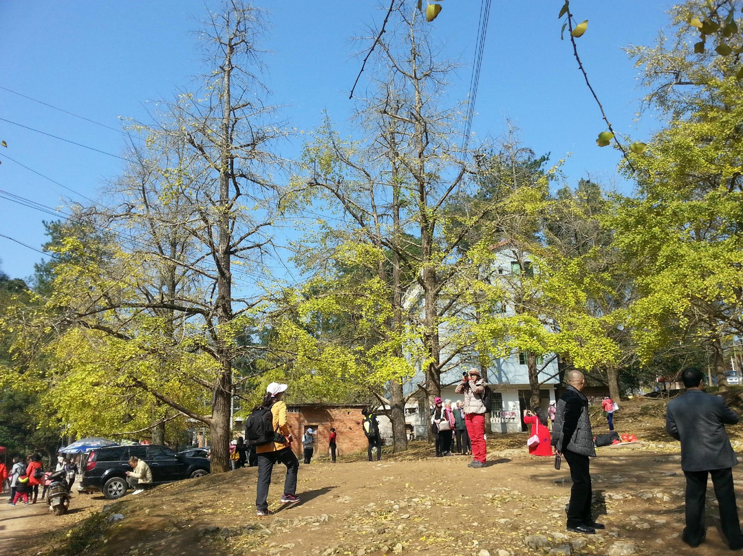 海洋银杏林田园-灵川县必去景点