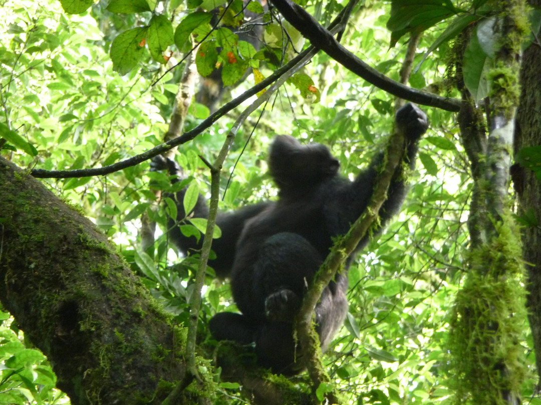 Kalinzu Central Forest Reserve-Bushenyi必去景点