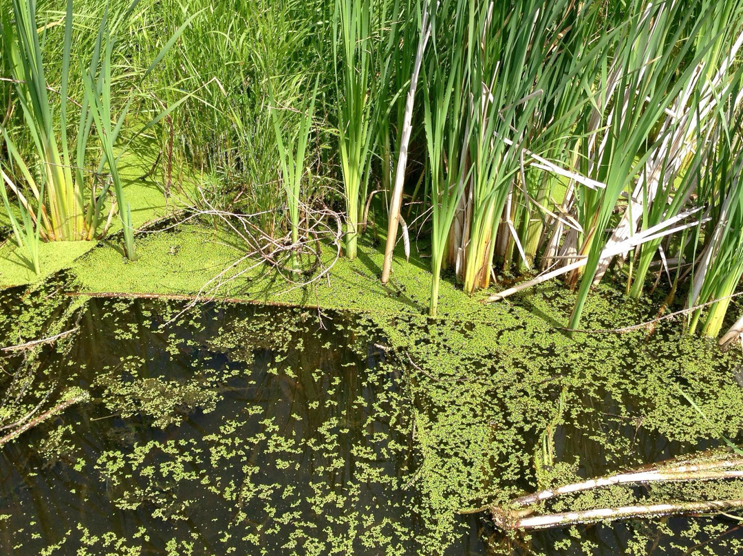 Lois Hole Centennial Provincial Park-圣艾伯特必去景点