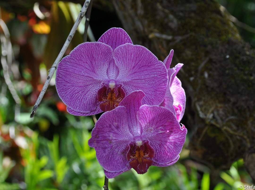 Aloha Cottages