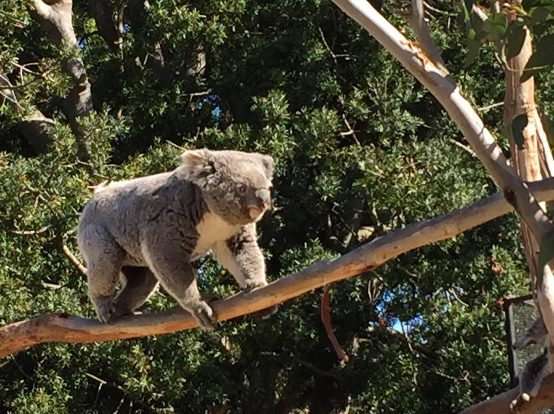 Symbio Wildlife Park-海伦斯堡必去景点