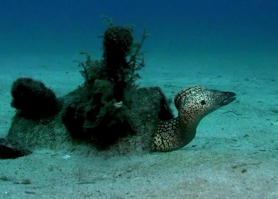 Dive Mallorca-Portocolom必去景点