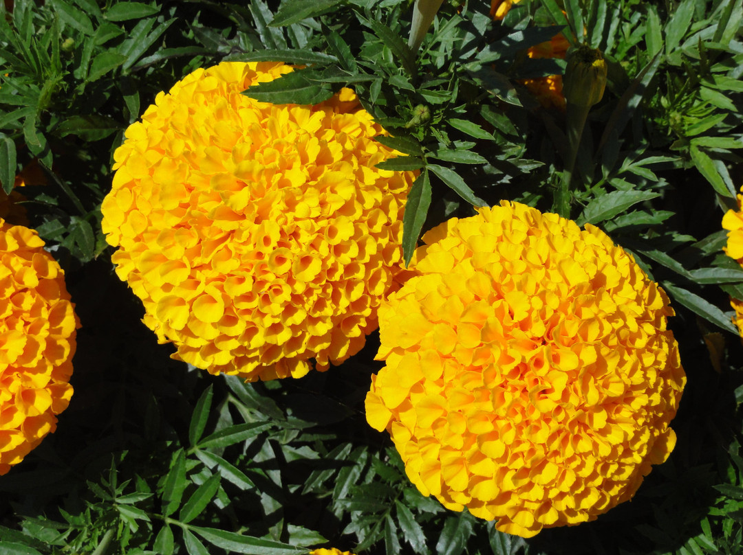 The Bahá’í Gardens 'Akko-阿克必去景点