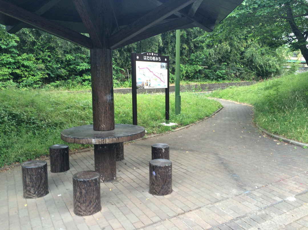 Hadano Sakura Michi-秦野市必去景点