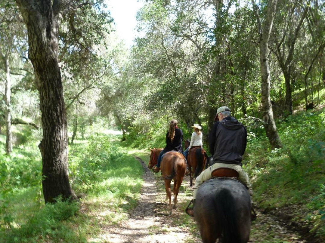Outback Trail Rides景点图片