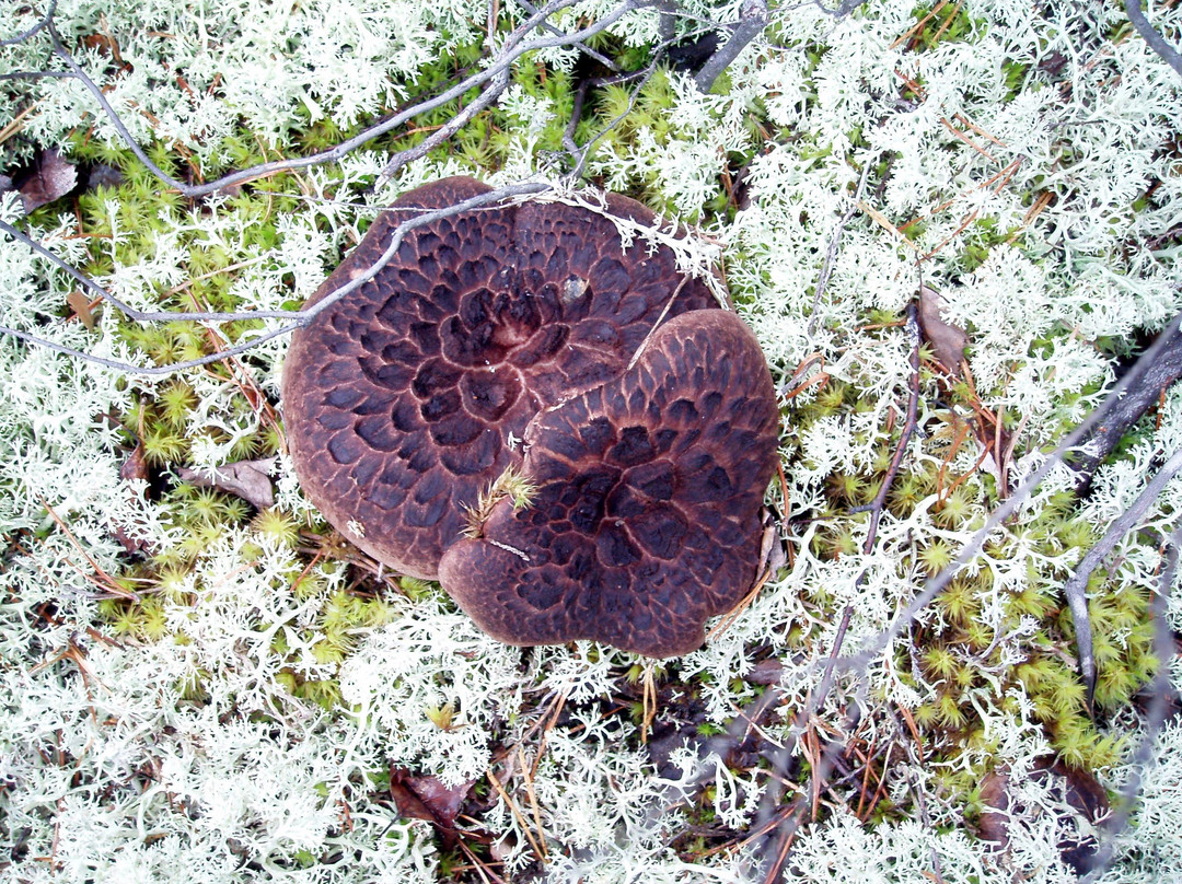 Bjornnasets naturreservat-Hultsfred必去景点