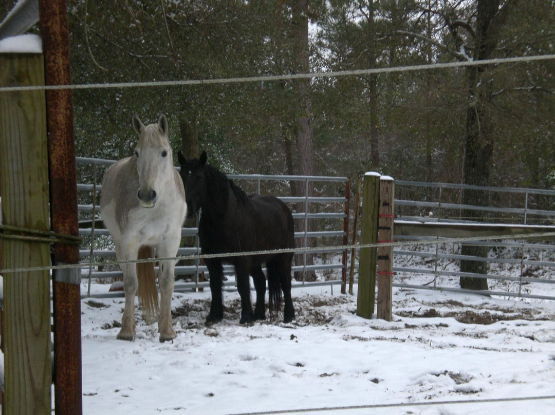 Hatteras Island Horseback Riding景点图片