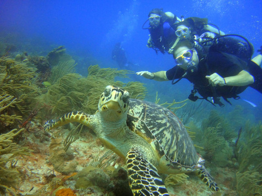 Scuba-Mex Dive Center-Paamul必去景点