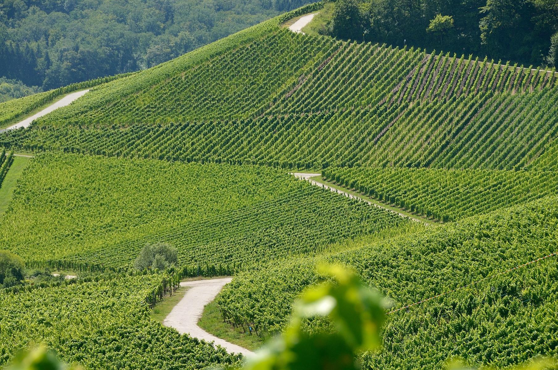 Weingut Sonenbuerg-客卧