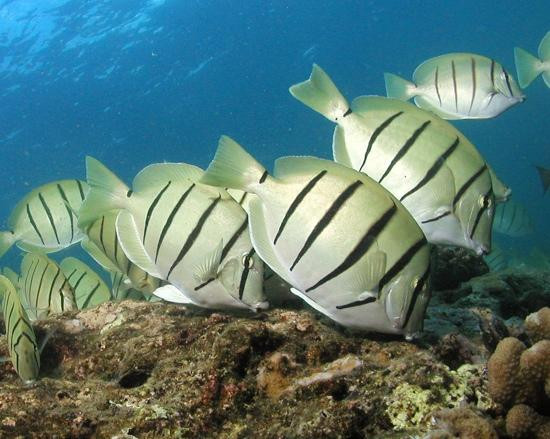 鲨鱼湾-Pupukea必去景点