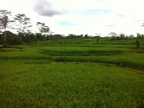 自行车游-乌布必去景点