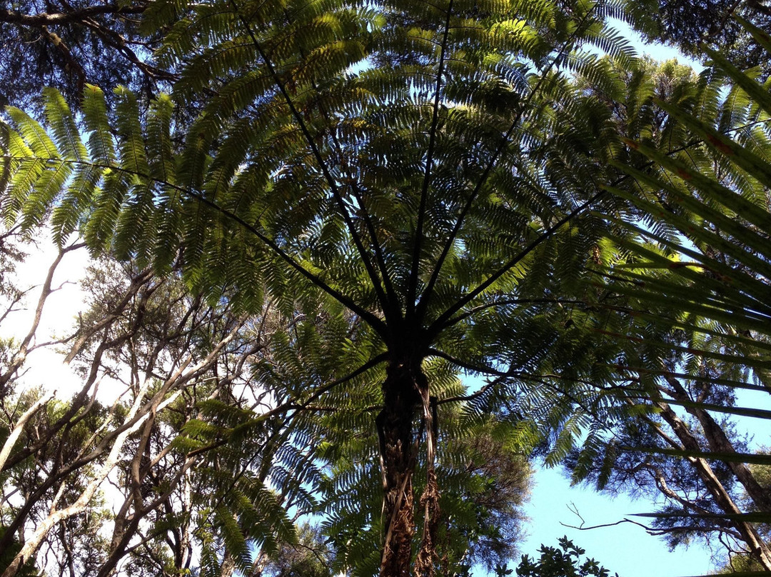 Onetangi Forest and Bird Reserve-怀系奇岛必去景点