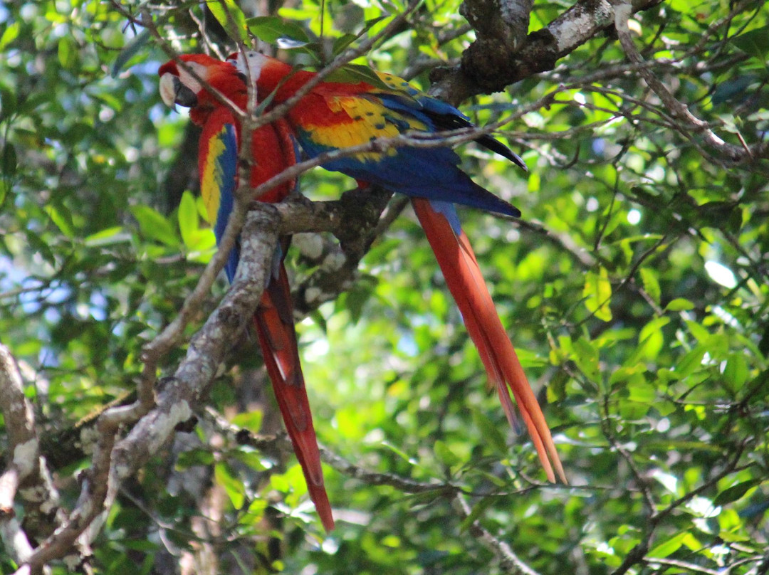 Eco Jungle Cruises景点图片