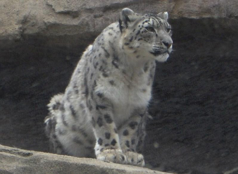 阿拉斯加动物园-安克雷奇必去景点