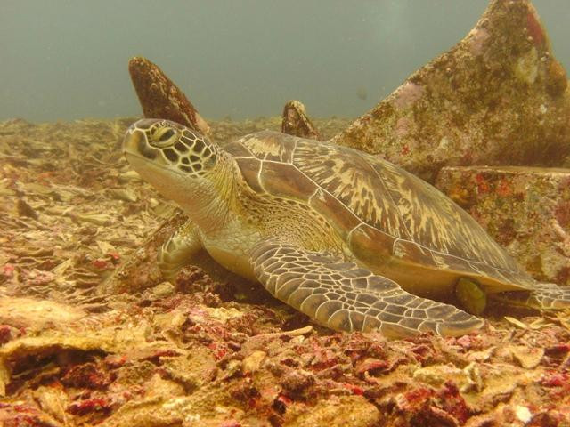 蓝海浮潜中心-Gili Air必去景点