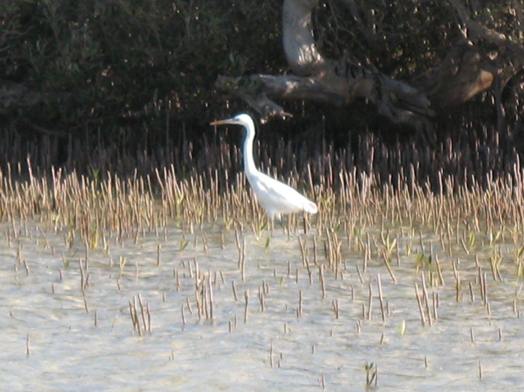 Sun Safari-沙姆沙伊赫必去景点