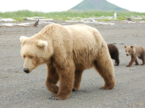 Alaska Wild Bear Adventures-荷马必去景点