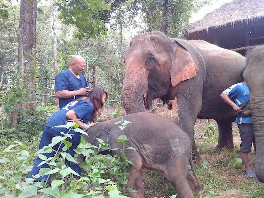 Tong Bai Elephant Tour-夜旺必去景点