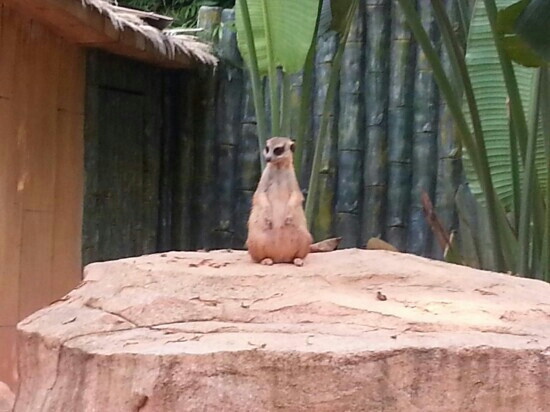 深圳野生动物园-深圳市必去景点