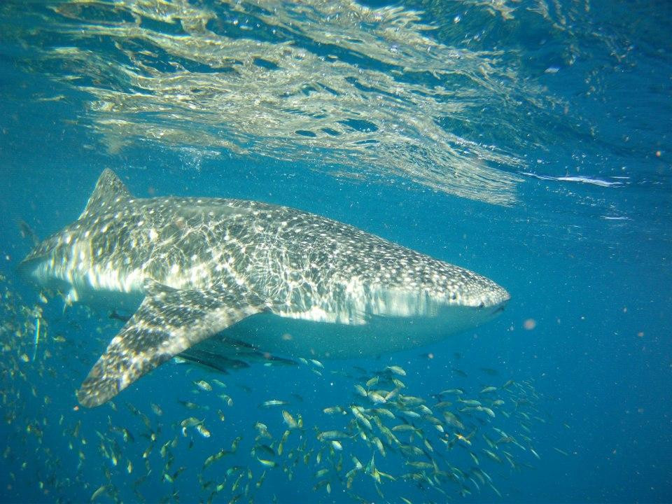 Ningaloo Whaleshark Swim-埃克斯茅斯必去景点
