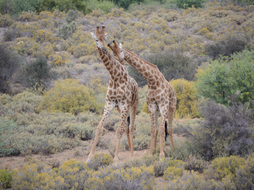 Sanbona Wildlife Reserve-蒙提古必去景点