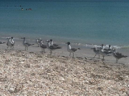 Stump Pass Beach State Park-恩格尔伍德必去景点