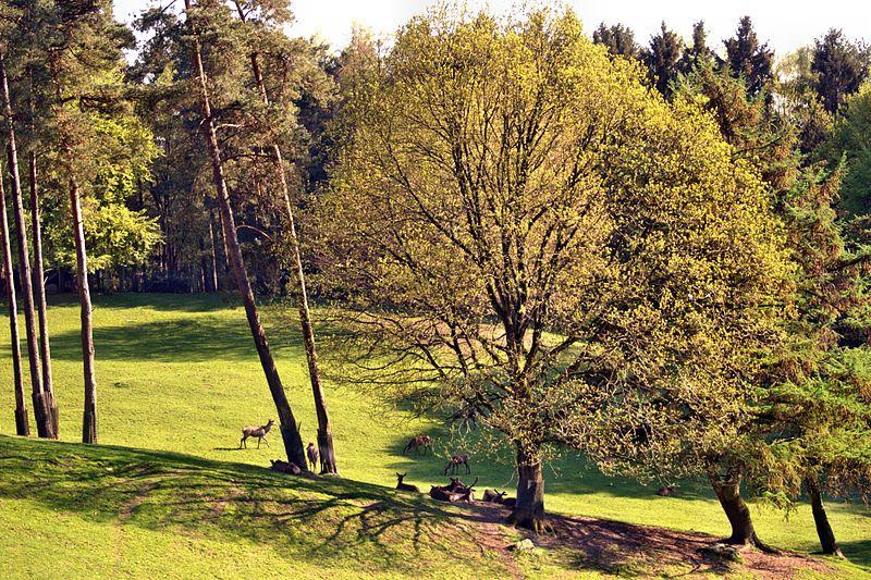 Wildpark Schwarze Berge景点图片